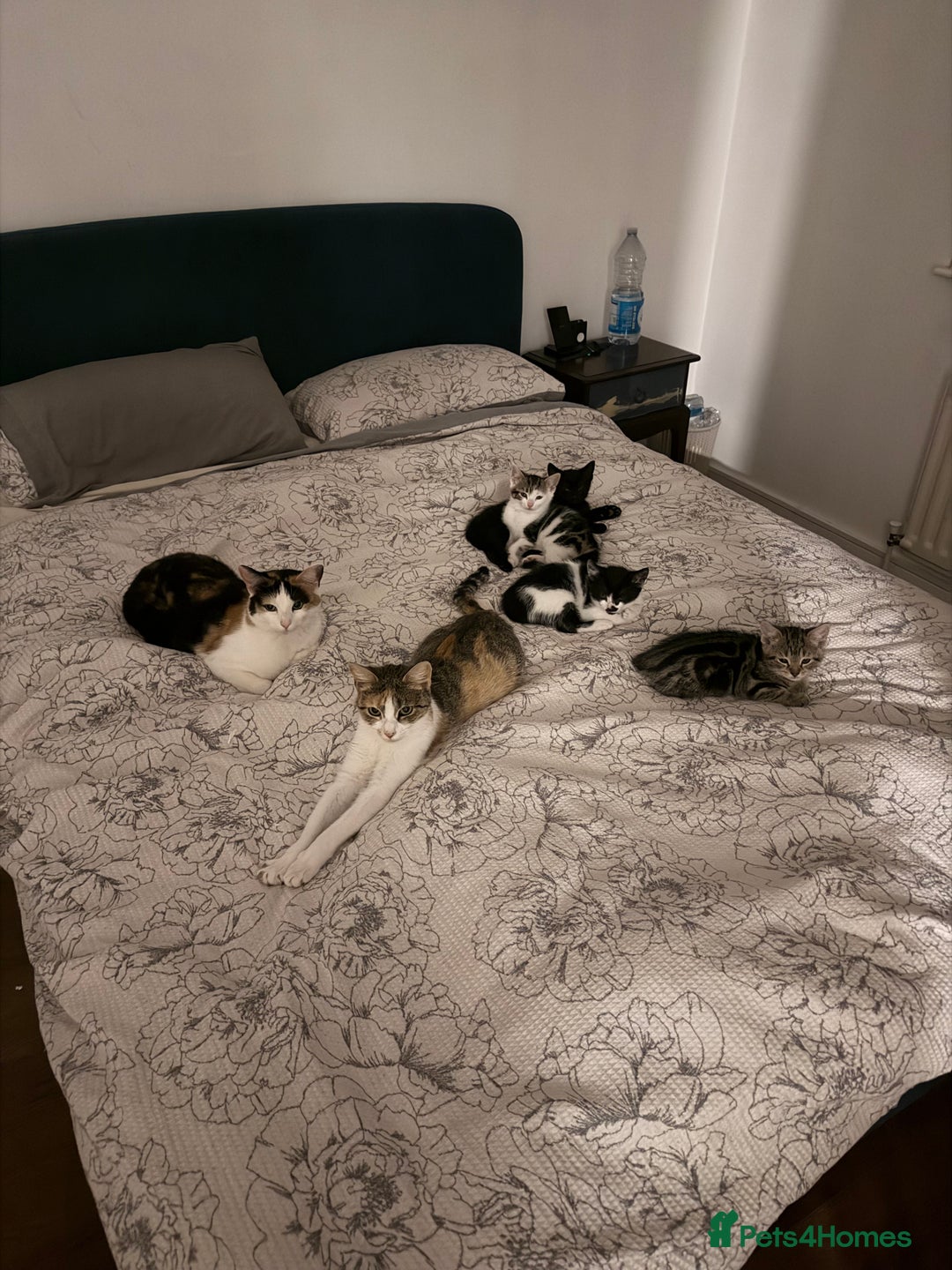 British Shorthair cats for sale: 4 Kittens for adoption. - Advert 7