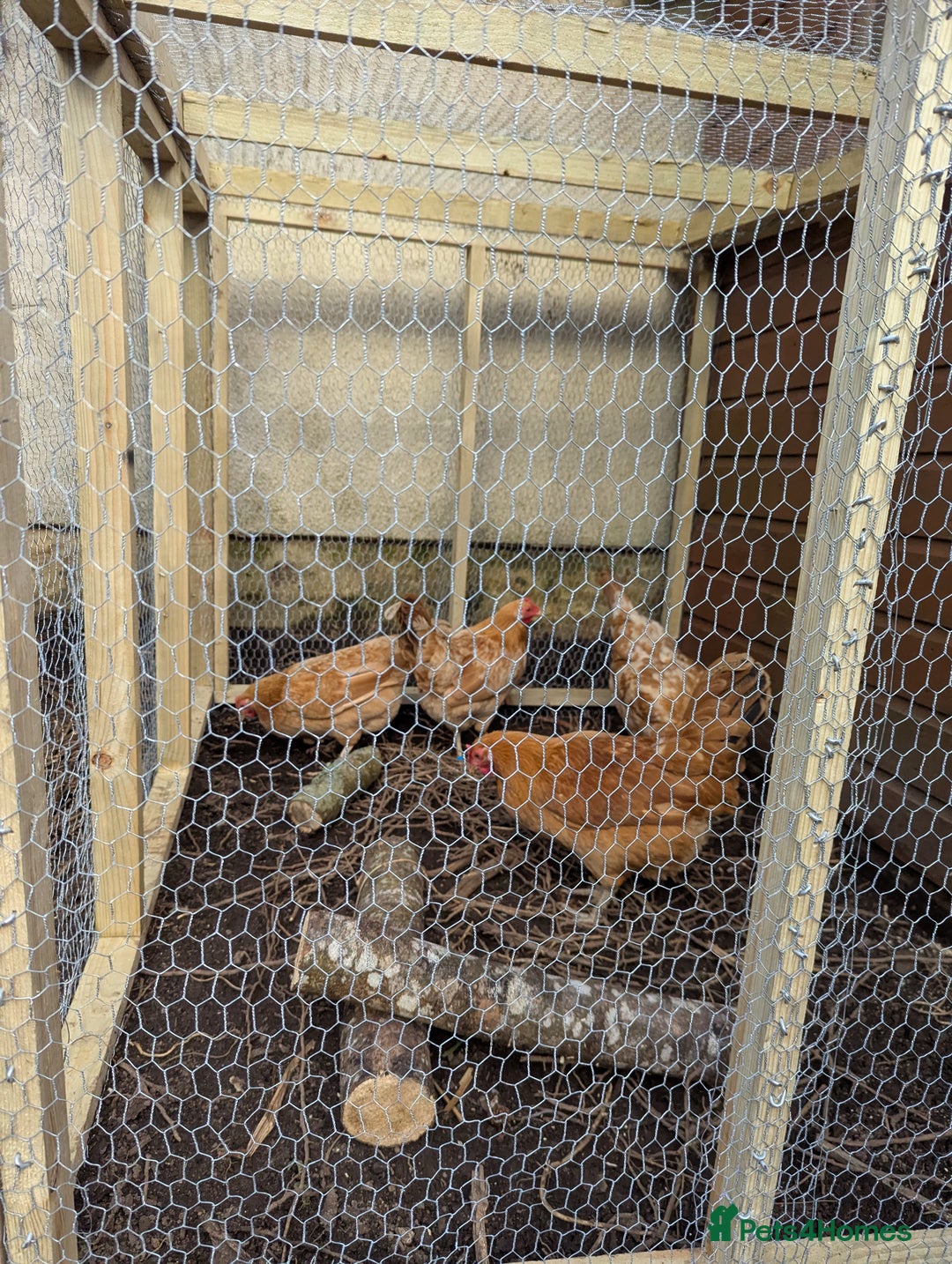 Chickens poultry for sale: Marsh daisy chickens  - Advert 4