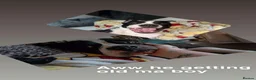 Alapaha Blue Blood Bulldog dogs for sale: Alapaha blue blood bulldog  - Advert 8