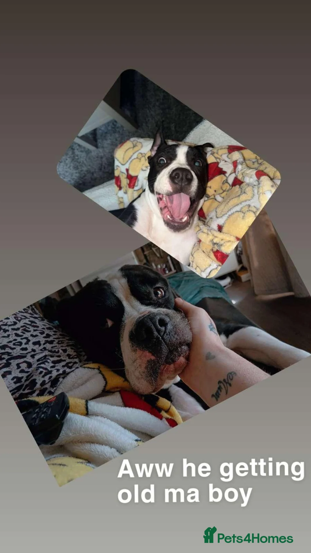Alapaha Blue Blood Bulldog dogs for sale: Alapaha blue blood bulldog  - Advert 8