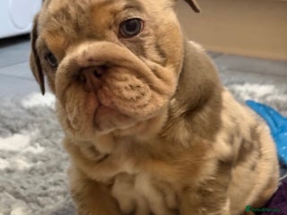 English Bulldog dogs KC Registered EB Pups Fully health Tested Parents - Advert 10