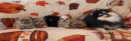 Pomeranian dogs for sale: Pomeranian puppies  in Glasgow - Advert 2