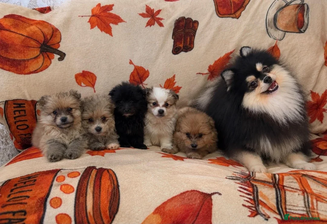 Pomeranian dogs for sale: Pomeranian puppies  in Glasgow - Advert 2