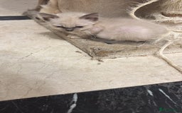 Ragdoll cats for sale: Ragdoll Kittens - Image 4