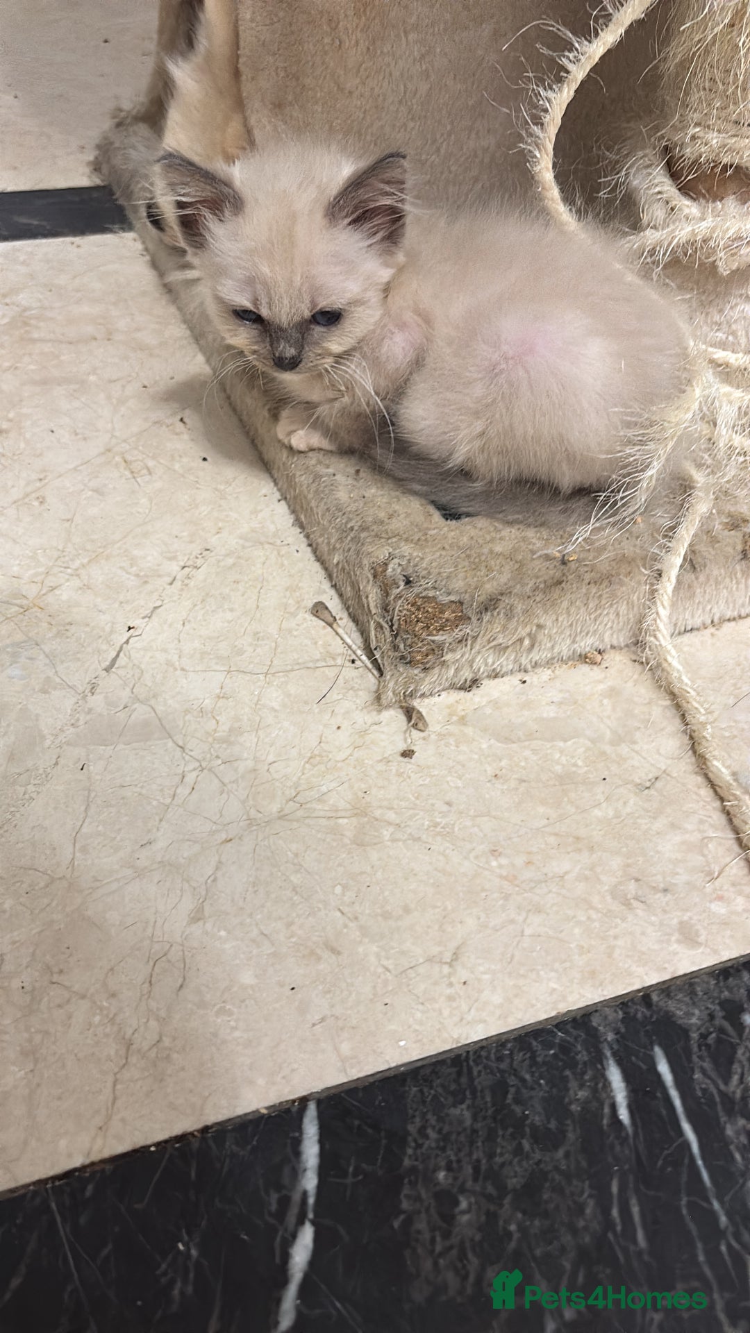 Ragdoll cats for sale: Ragdoll Kittens - Image 4