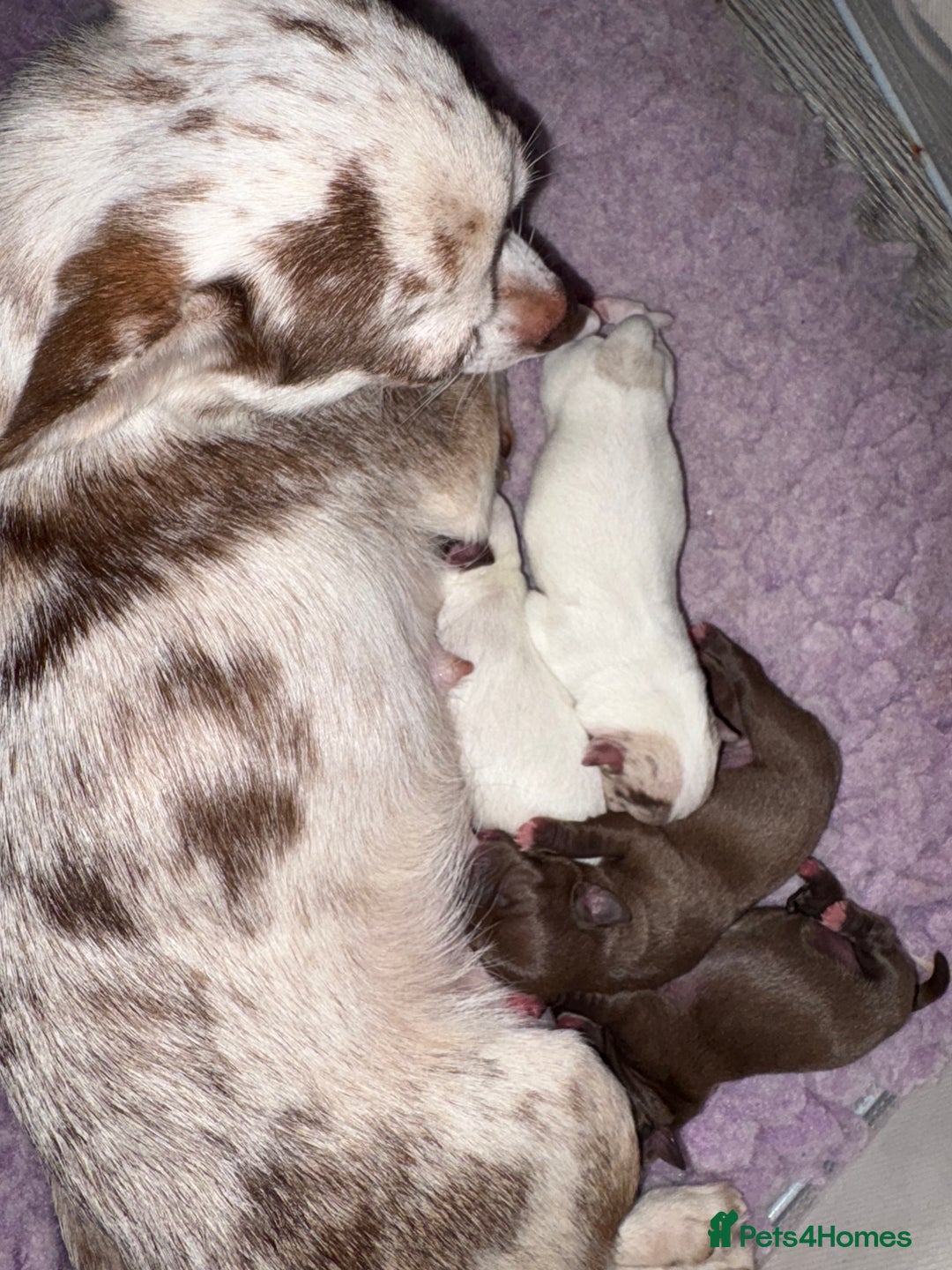 Chihuahua dogs for sale: 🐶 xxs Stunning pure chihuahua pups 🐶 - Image 13