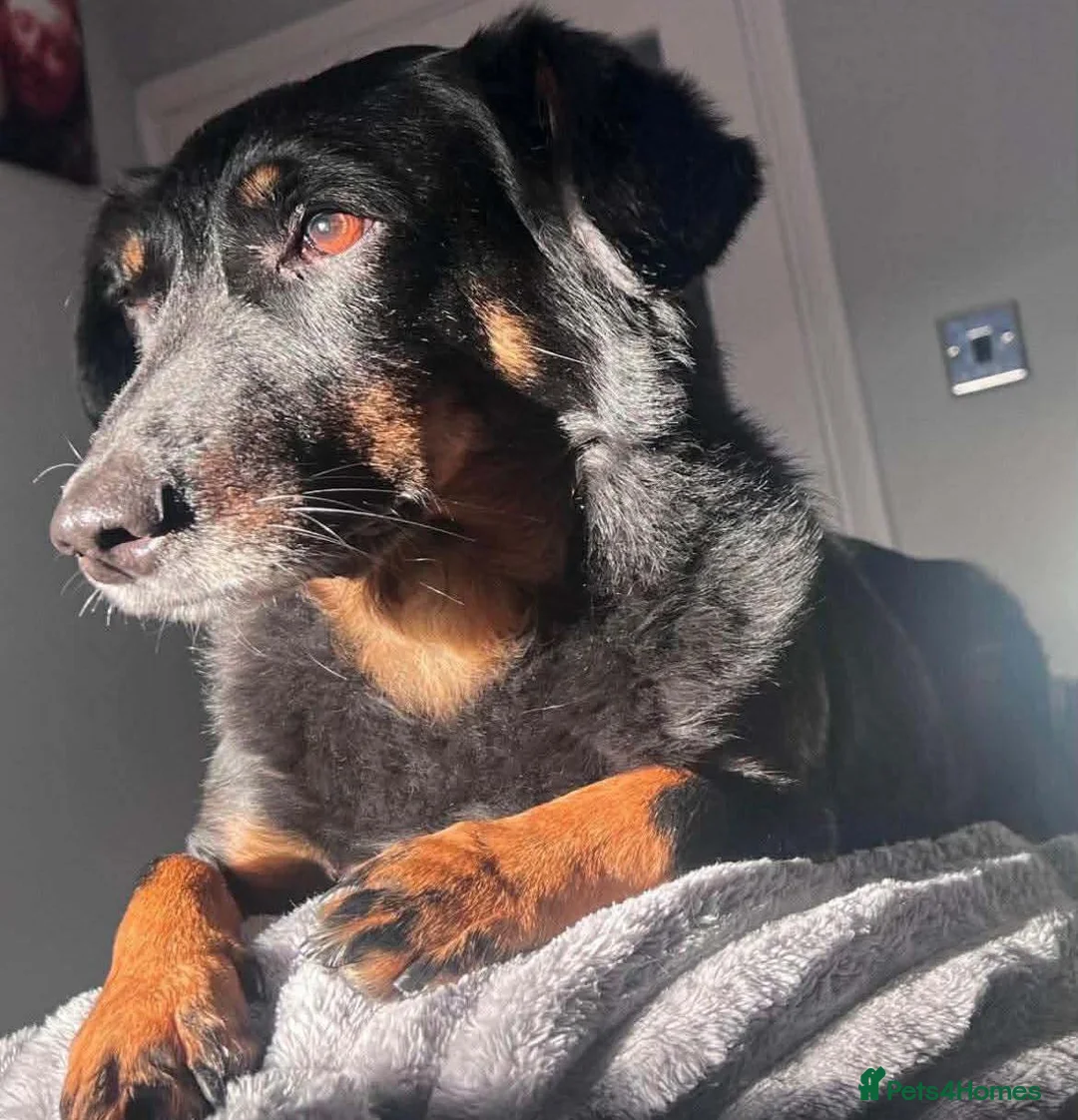 Mixed Breed dogs for adoption: Grand George - Advert 1