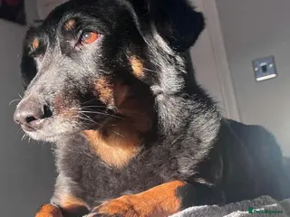 Mixed Breed dogs Grand George - Advert 1