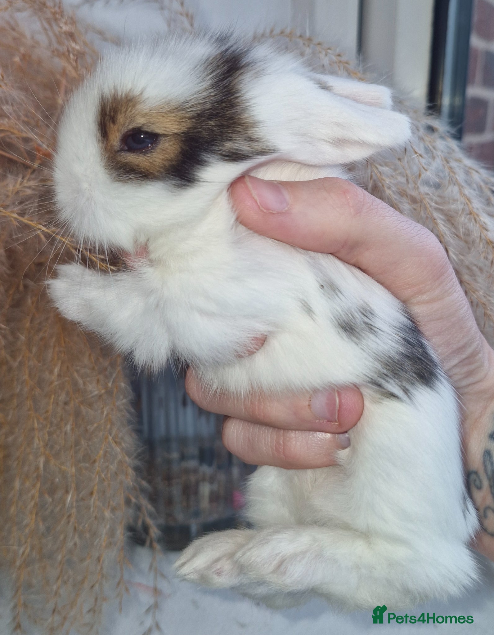 Mini Lion Lop rabbits Mini Lop X Double Maned Lionhead Babies - Advert 11