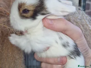 Mini Lion Lop rabbits Mini Lop X Double Maned Lionhead Babies - Advert 11