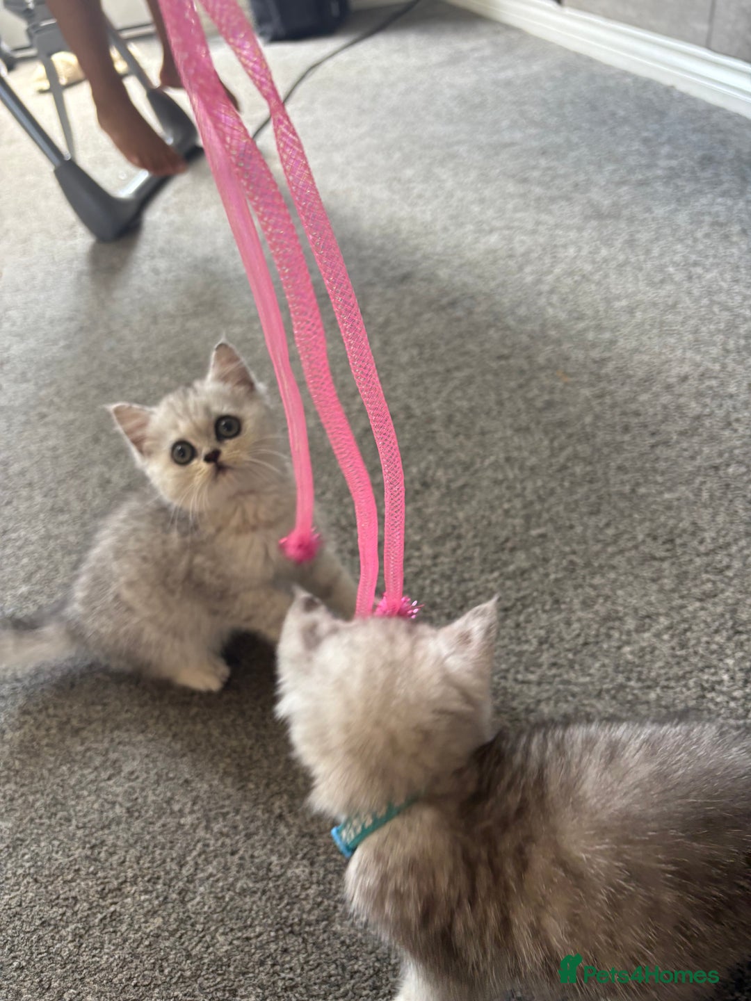 British Shorthair cats for sale: Gorgeous chunky Persian X British short hair - Image 2