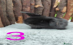 Mini Lop rabbits for sale: Mini lop and mini lop lion head   - Image 5