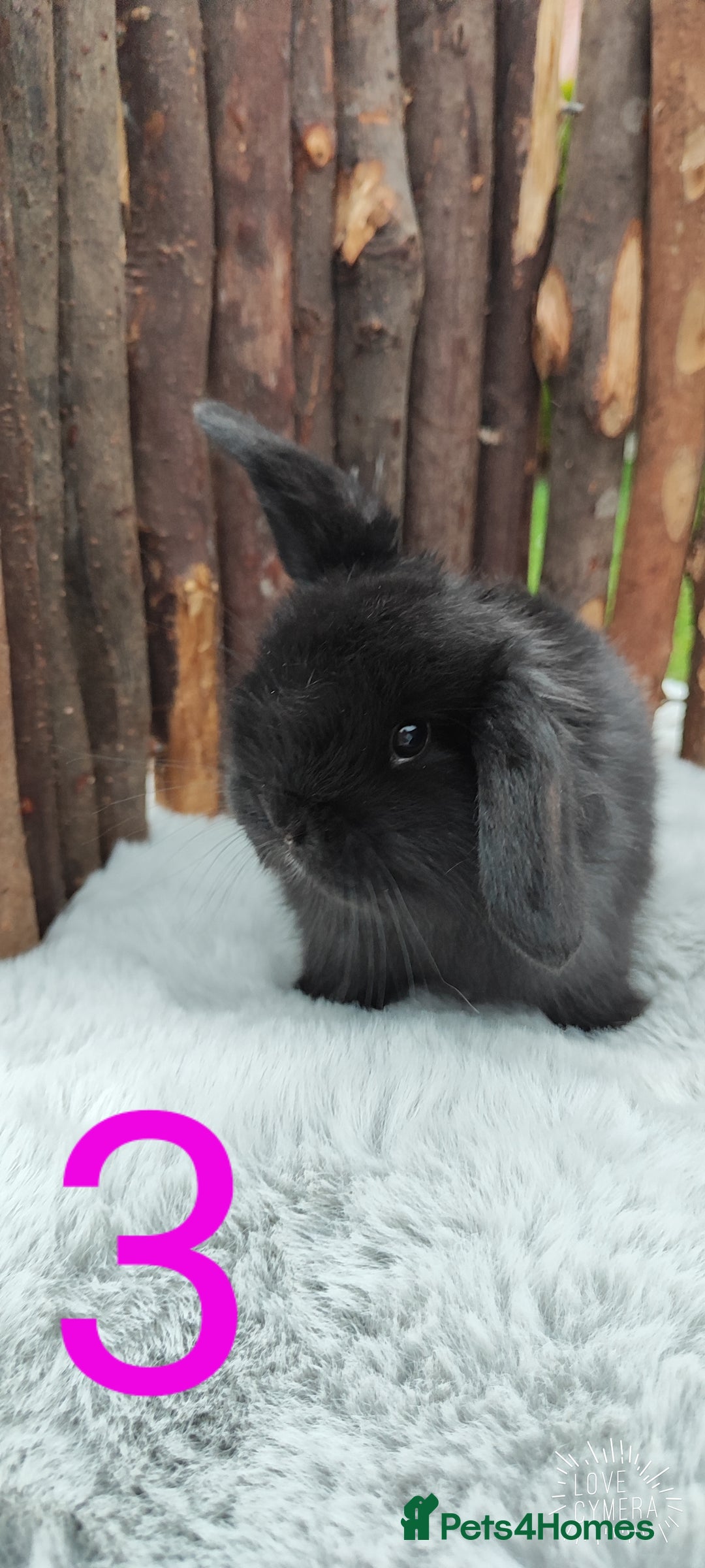 Mini Lop rabbits for sale: Mini lop and mini lop lion head   - Image 5