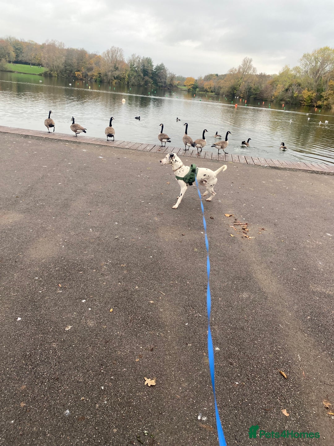 Dalmatian dogs for sale: 1 year old Dalmatian  - Advert 3