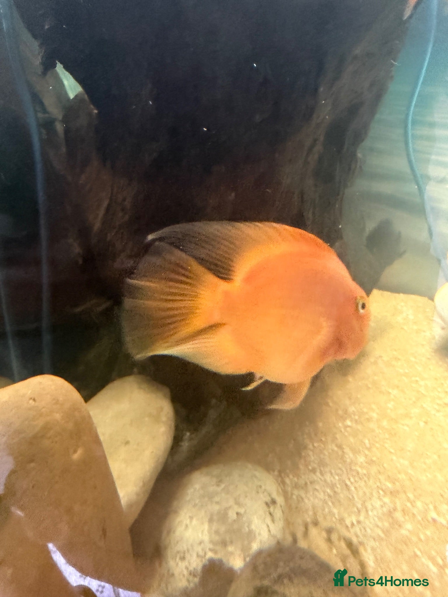 Cichlids fish Parrot Cichlid - Advert 3