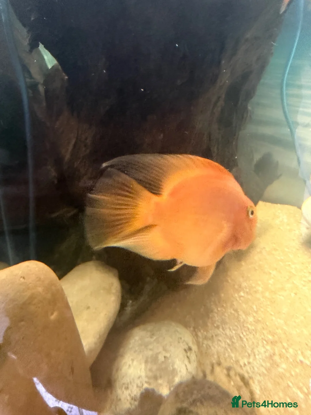 Cichlids fish for sale: Parrot Cichlid in Andover - Advert 1
