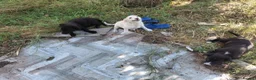 Mixed Breed dogs for adoption: ARNY - a Sweet Little Boy for a Loving Home - Advert 15