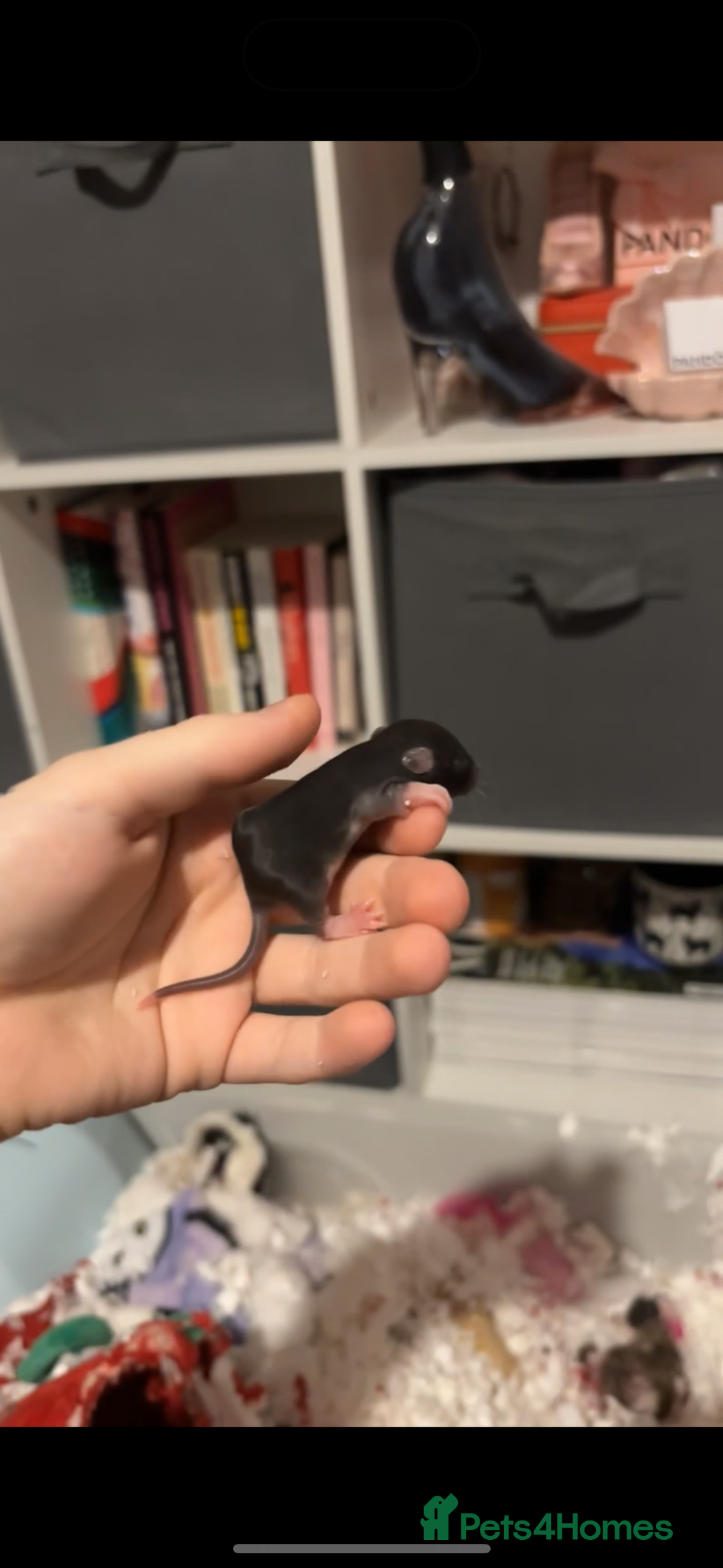 Rat rodents for sale: BABY RATS FOR SALE ( end of jan / start of feb) - Advert 24