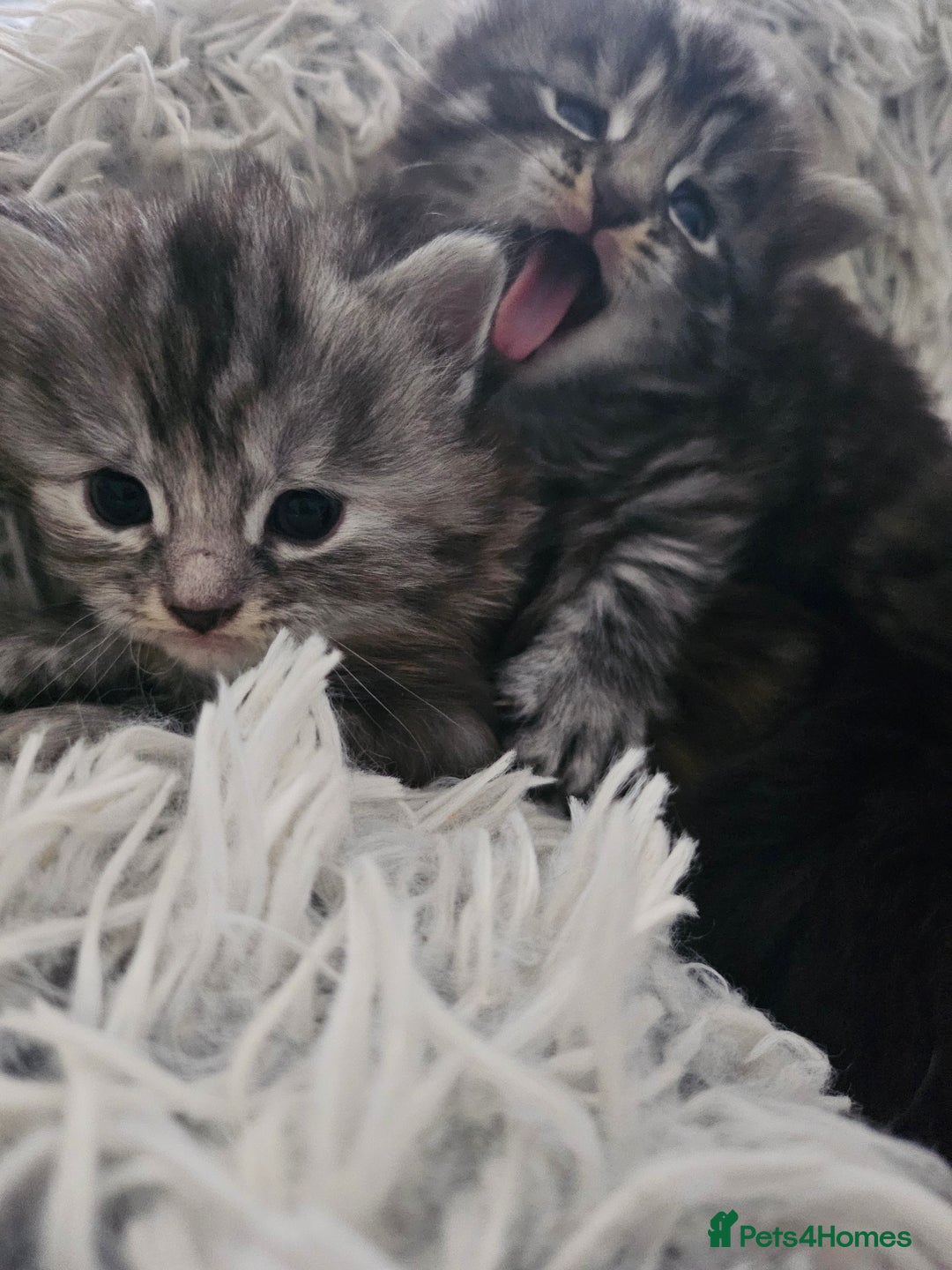 British Longhair cats for sale: Longhaired grey and black kittens, 2 ready now - Image 13
