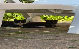 European cats for sale: 3 beautiful kittens - Image 1