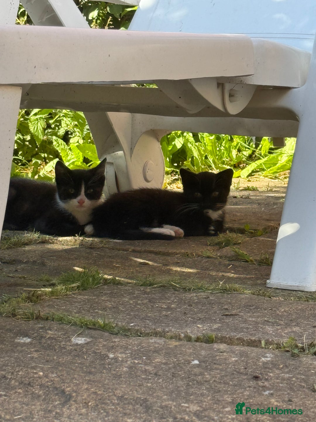 European cats for sale: 3 beautiful kittens - Image 1