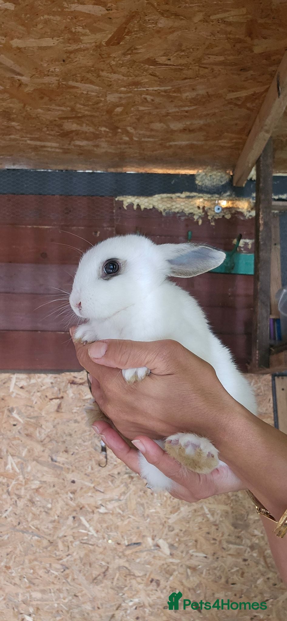 Dutch rabbits They are so cute 😍 and soft  - Advert 9