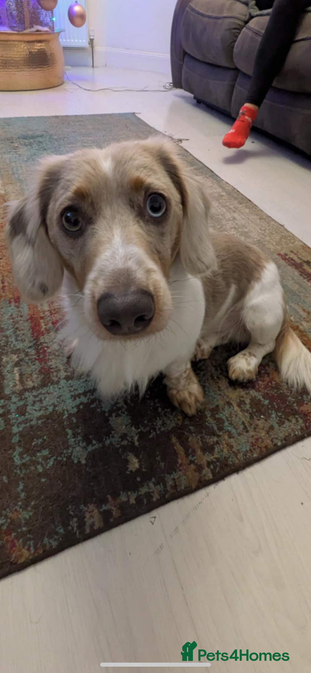 Dachshund dogs for stud: Charlie - Advert 4