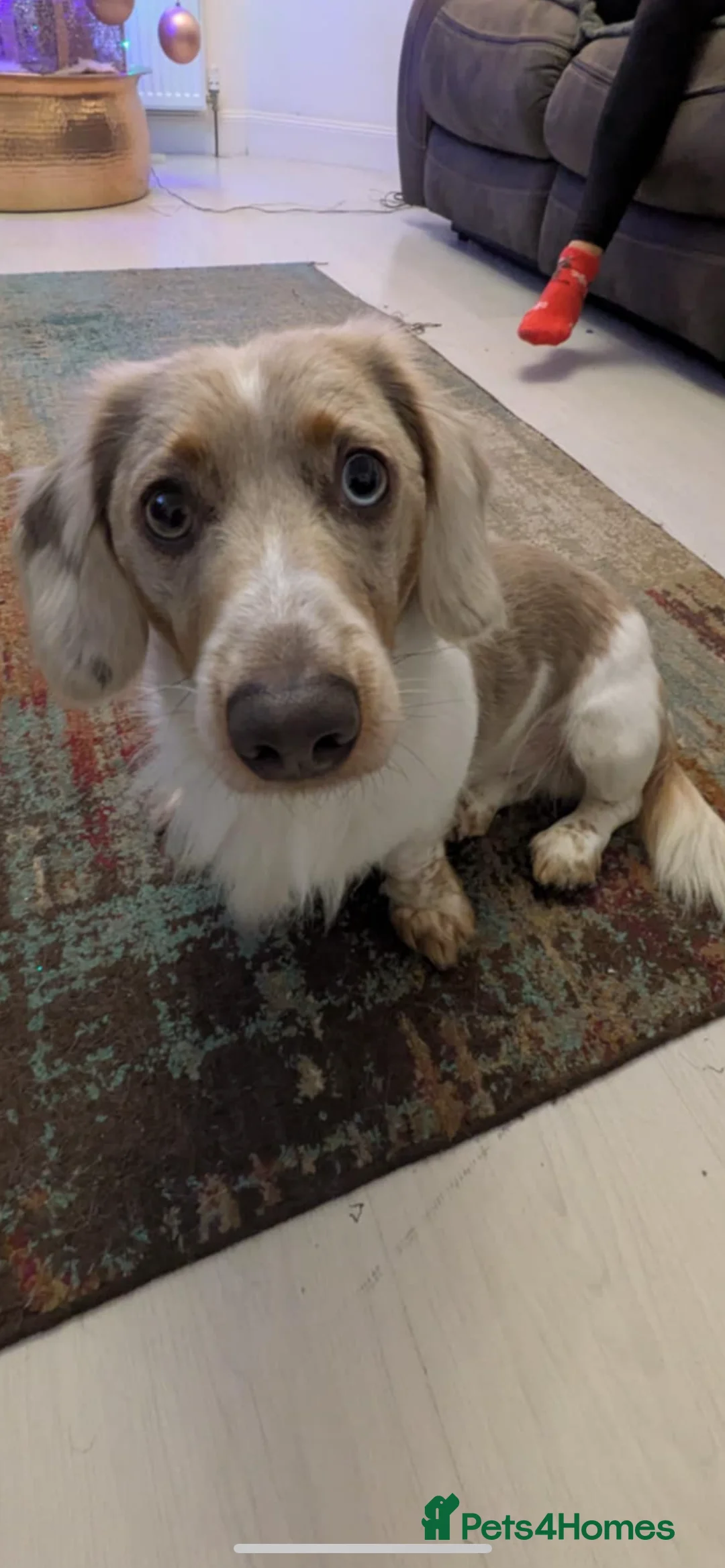 Dachshund dogs for stud: Charlie - Advert 4