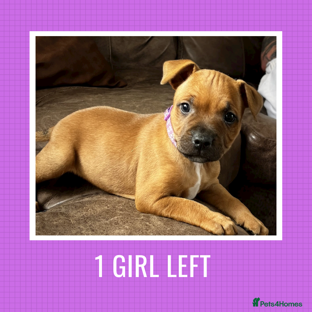 Staffordshire Bull Terrier dogs STUNNING RED STAFFORDSHIRE BULL TERRIER PUPS - Advert 9