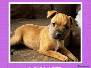 Staffordshire Bull Terrier dogs STUNNING RED STAFFORDSHIRE BULL TERRIER PUPS - Advert 9