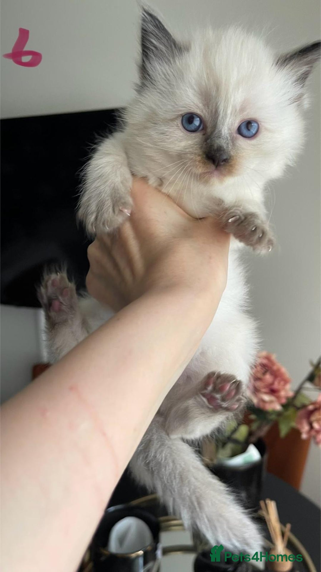 Ragdoll cats for sale: ragdoll kittens - Advert 11