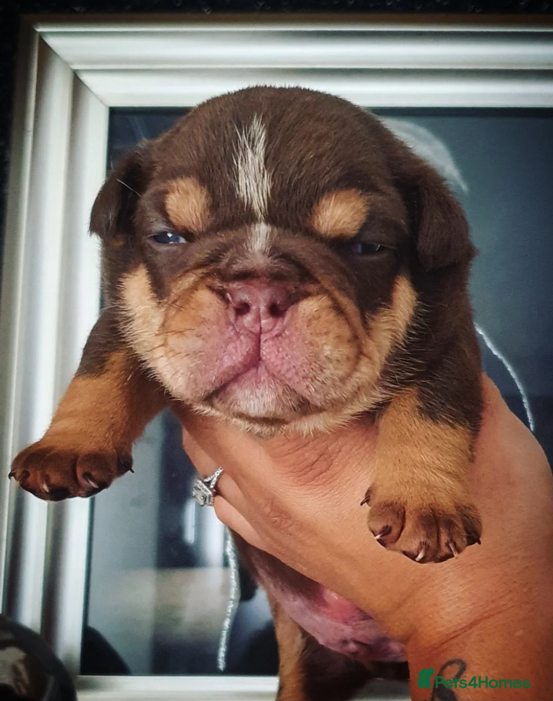 English Bulldog dogs for stud: *ROGUEROYALES Stud Valentino* Health Tested Clear in Wolverhampton - Advert 15