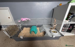 Guinea Pig rodents for sale: Two male guinea pigs for sale - Image 2