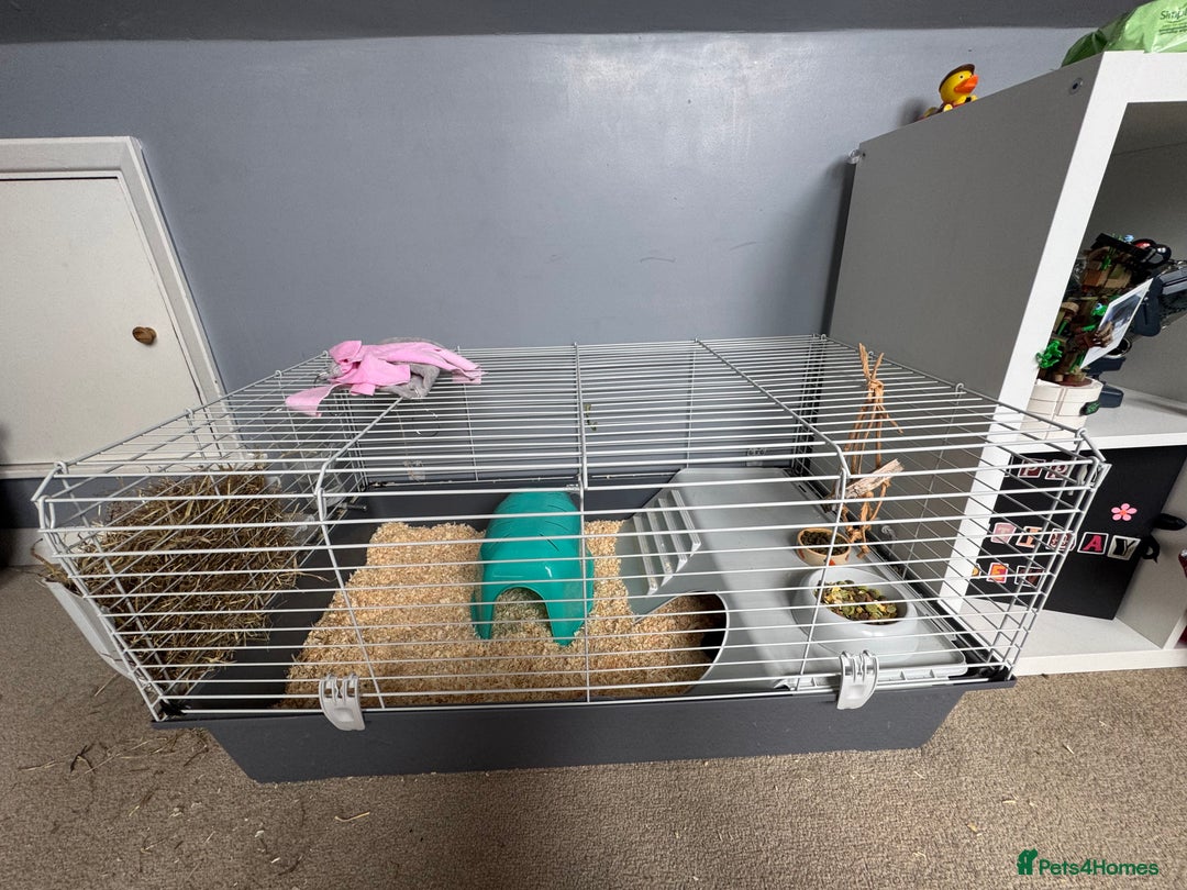 Guinea Pig rodents for sale: Two male guinea pigs for sale - Image 2
