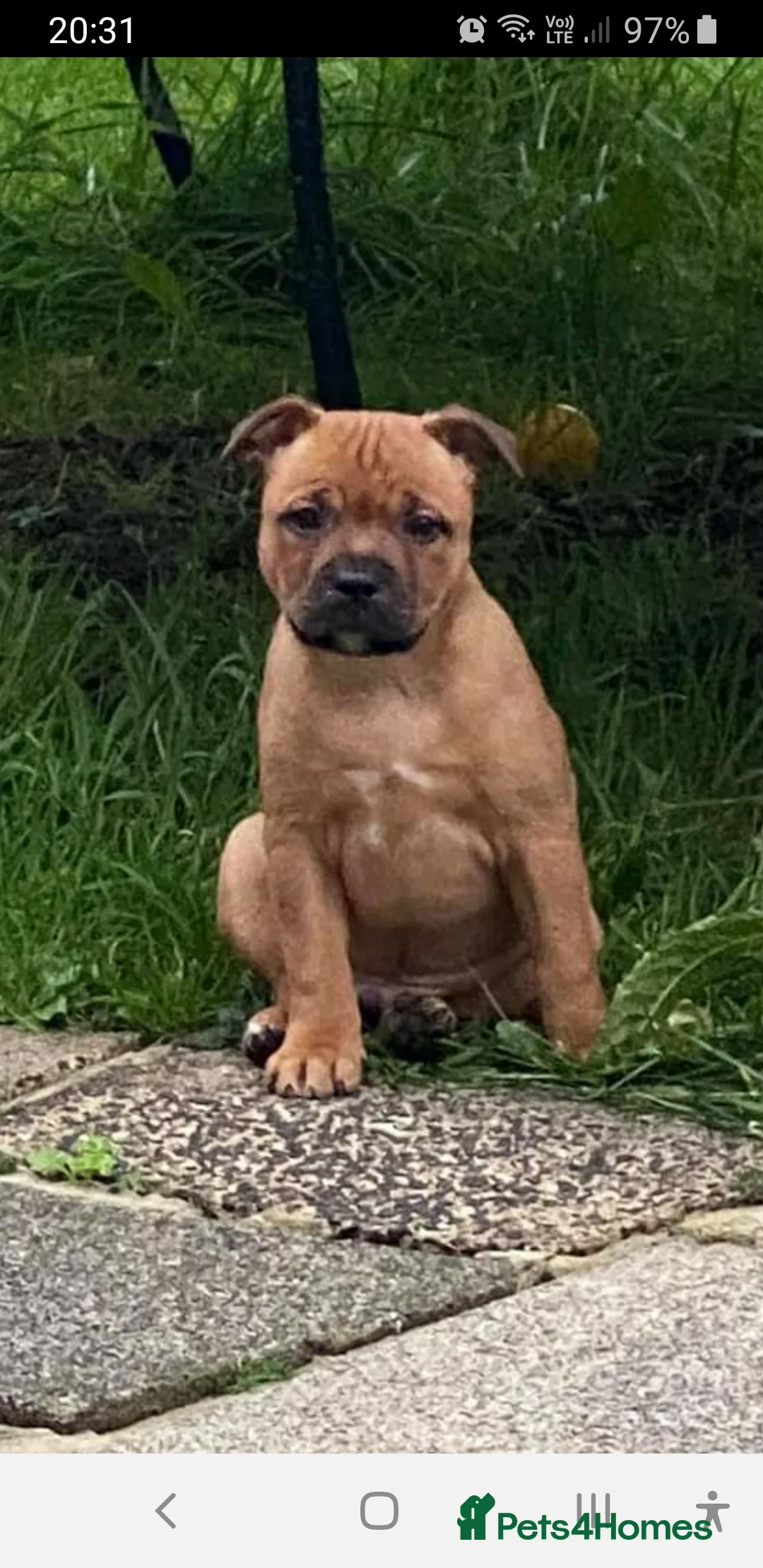 Staffordshire Bull Terrier dogs for stud: 🥨CHIEF CHAMPION SIRED.🥨🏆  in Rochdale - Advert 12