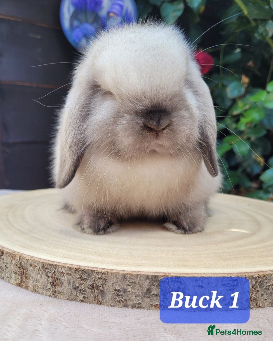 Mini Lop rabbits Beautiful pure bred mini lops - Advert 1