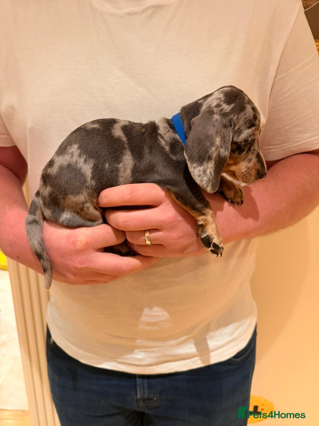 Miniature Dachshund dogs for sale: Miniature dachshund  - Advert 2