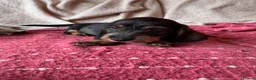 Dachshund dogs for sale: 5 Standard wire hair daschunds - Advert 9