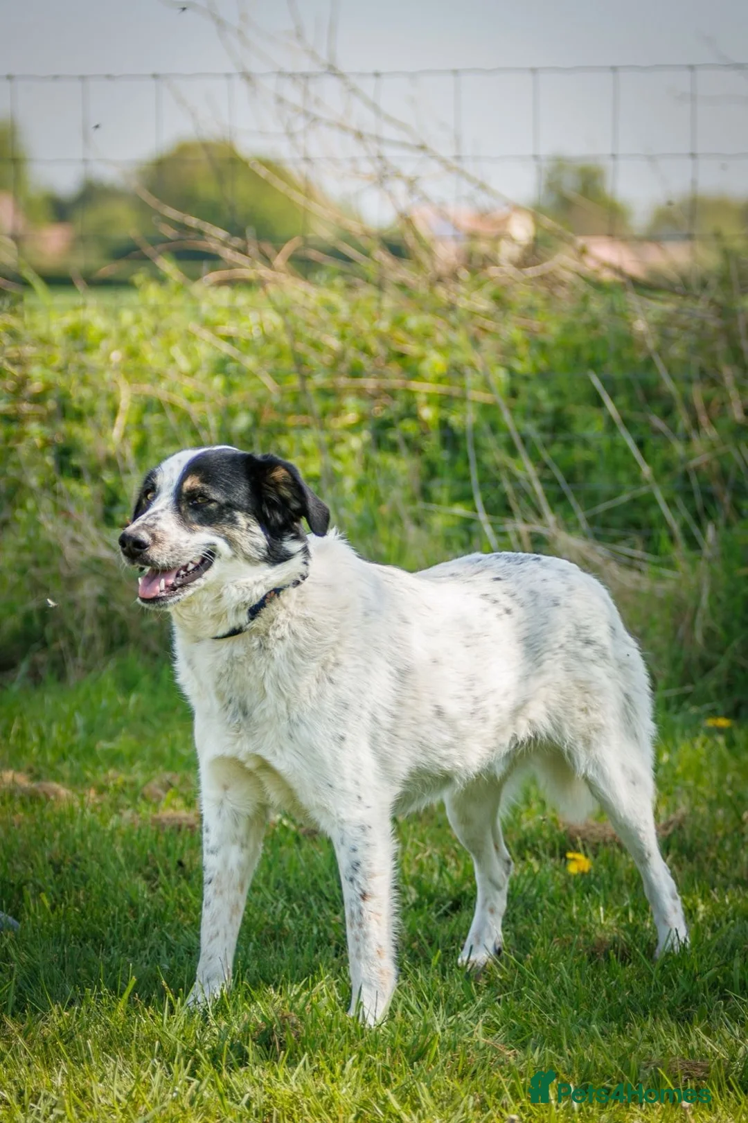 Mixed Breed dogs for adoption: Oreo - In Foster UK - Advert 2