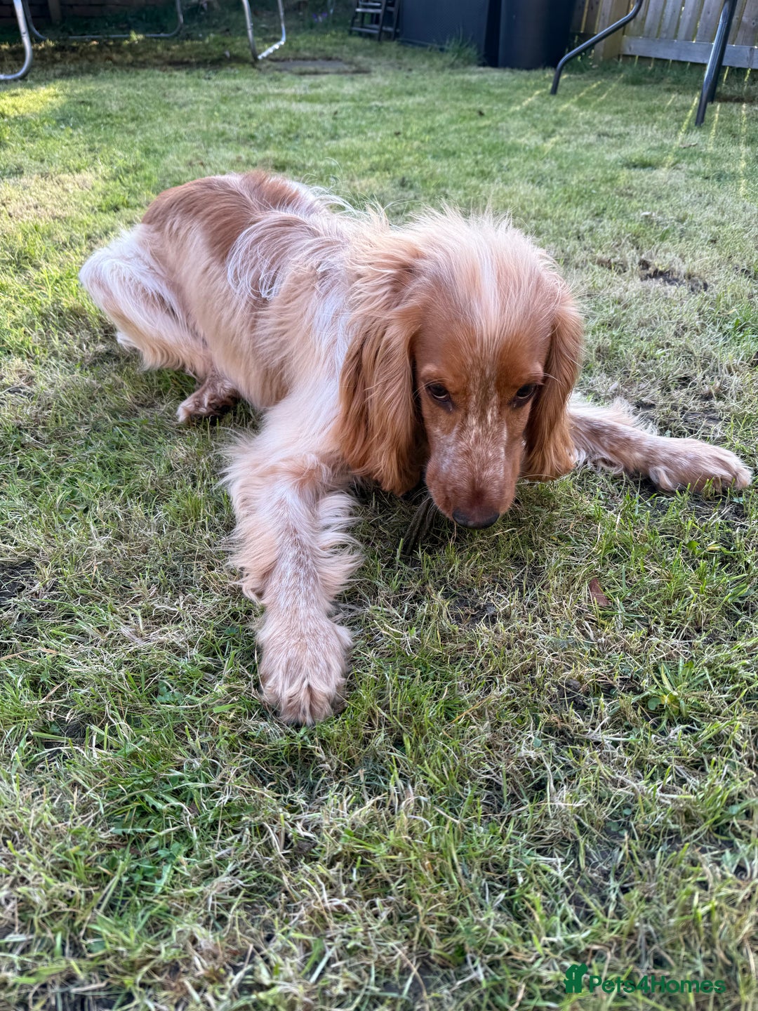 Cocker Spaniel dogs for sale: 1 year old cocker spaniel - very nervous - Image 4