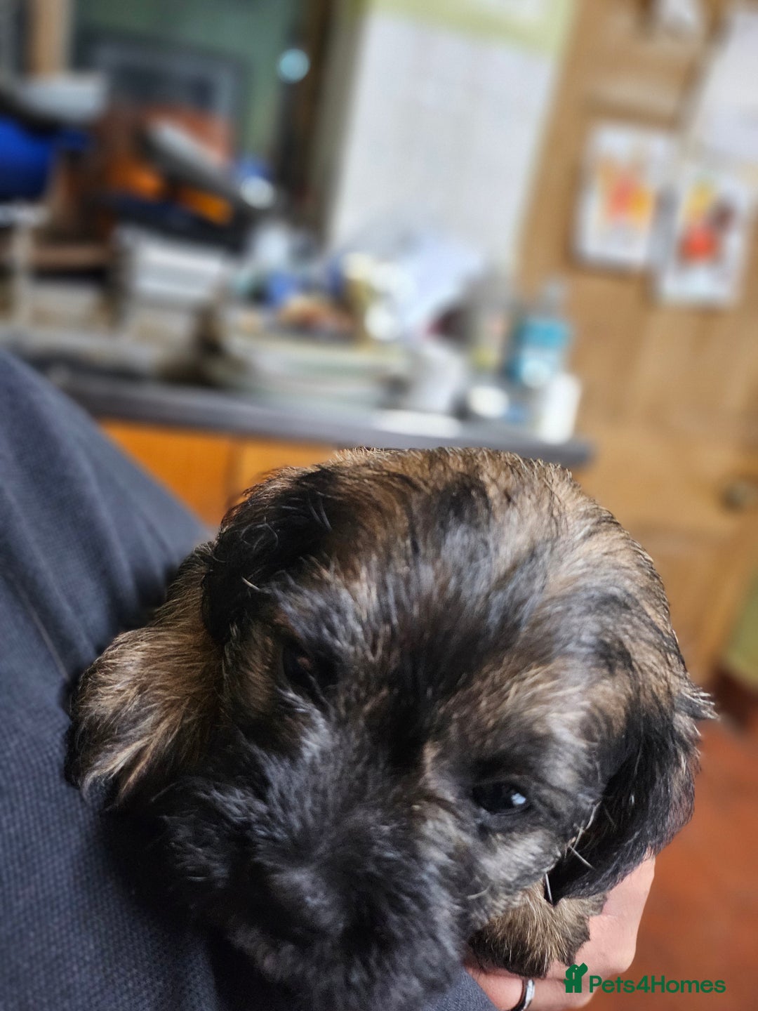 Border Terrier dogs for sale: Border terrier puppies - Image 3