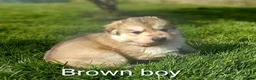 German Shepherd dogs for sale: Gorgeous German Shepherd pups for sale - Advert 33