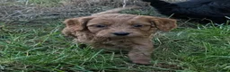 Cockapoo dogs for sale: Licensed breeder, health tested F1 cockapoos - Advert 7
