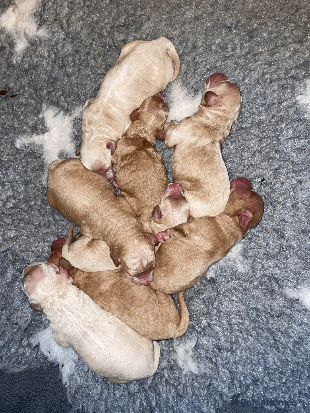 Cockapoo dogs for sale: F1b TOY COCKAPOO PUPS - DNA Health Tested!! - Advert 9