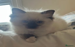 Ragdoll cats for sale: 🎀Beautiful Ragdoll kittens (TICA reg)🎀 - Image 15