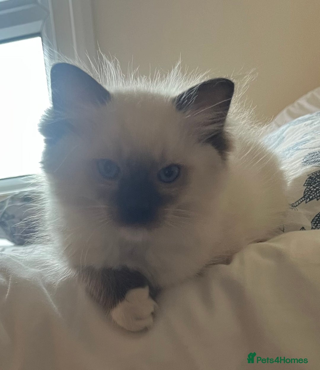 Ragdoll cats for sale: 🎀Beautiful Ragdoll kittens (TICA reg)🎀 - Image 15