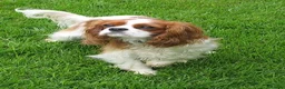 Cavalier King Charles Spaniel dogs for sale: Cavalier King Charles Spaniel - Advert 2