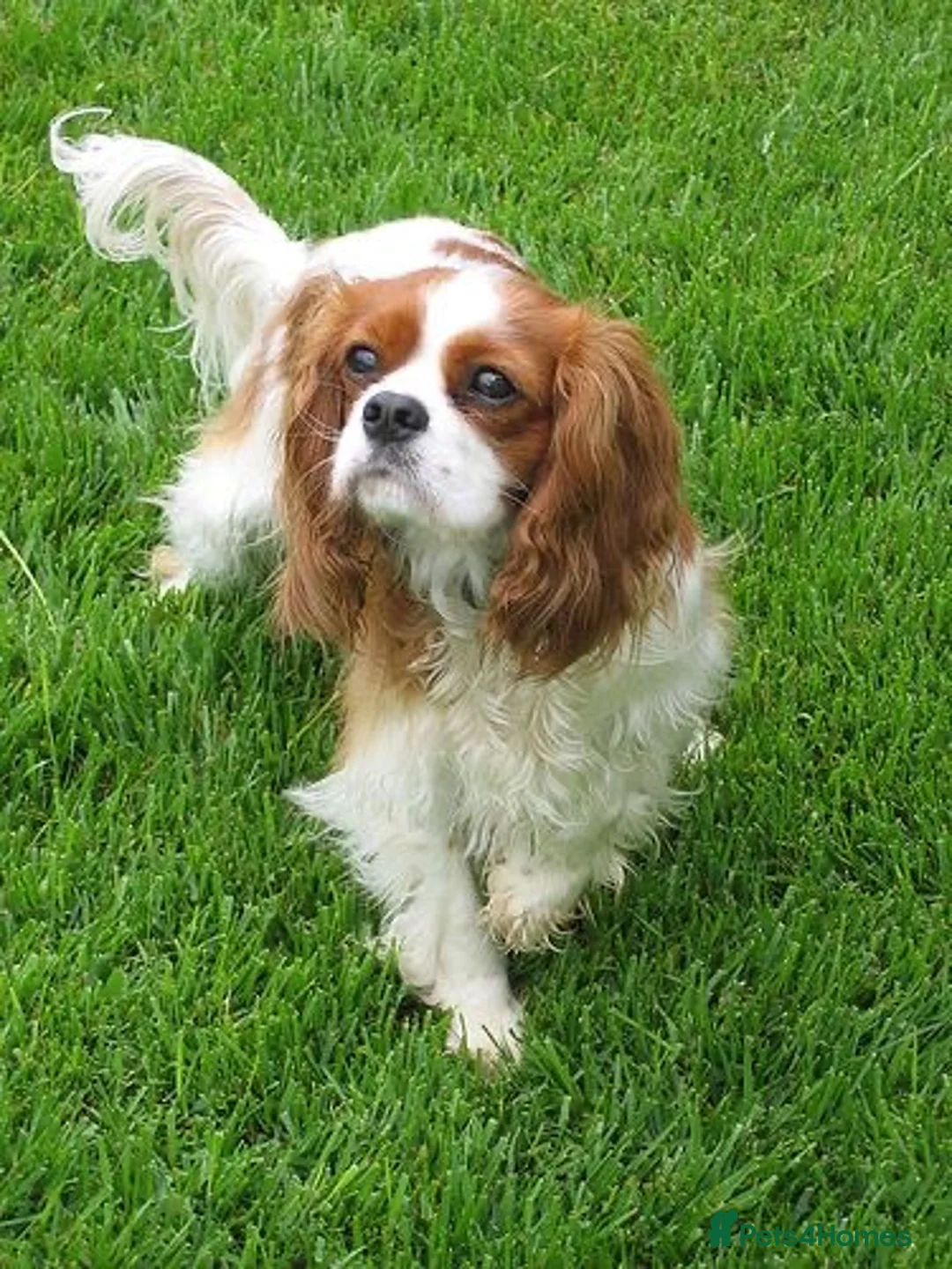 Cavalier King Charles Spaniel dogs for sale: Cavalier King Charles Spaniel - Advert 2