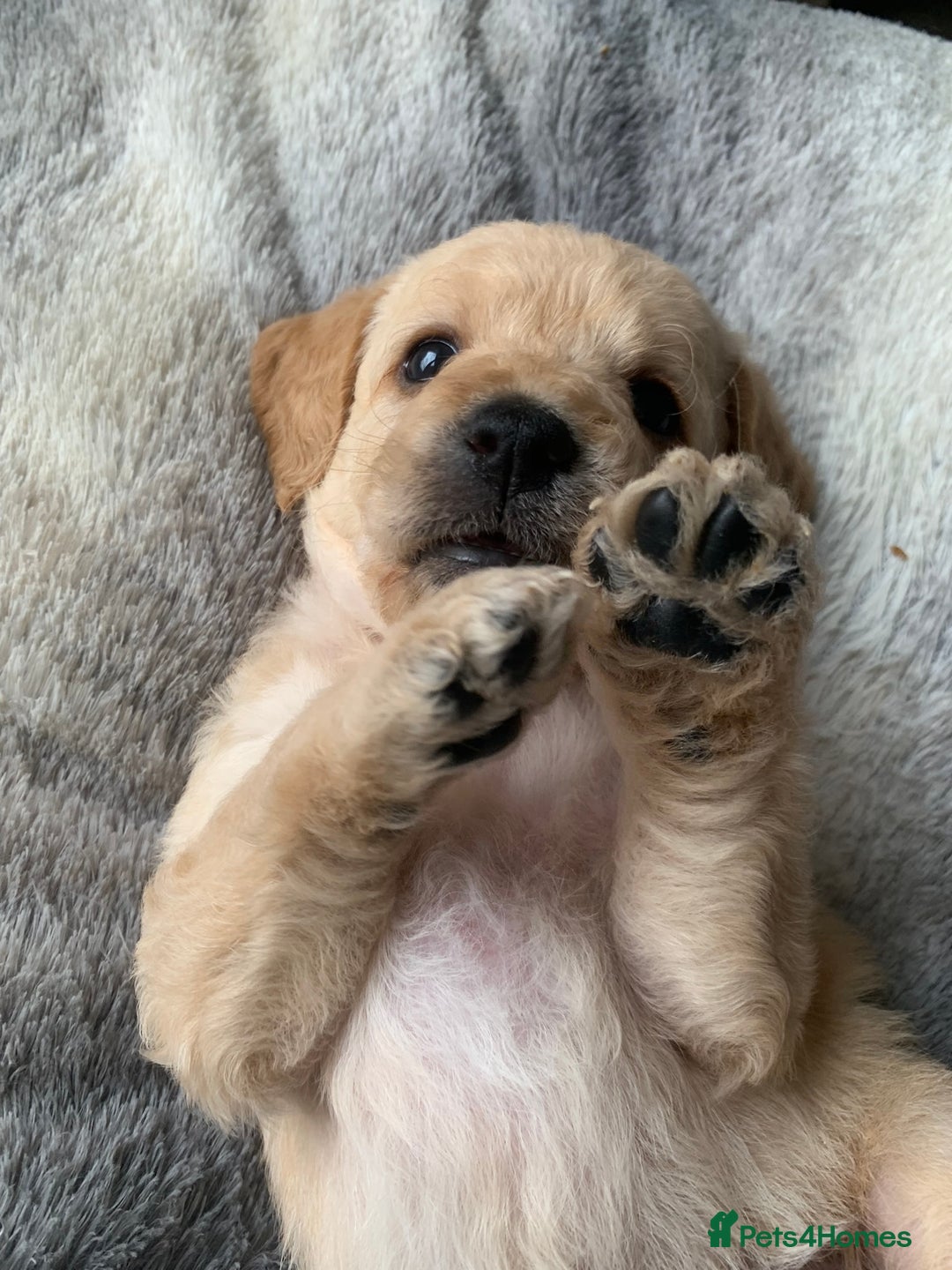 Double Doodle dogs for sale: Beautiful rare litter of Double Doodles - Image 29