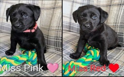 Labrador Retriever dogs for sale: Stunning labrador puppies from good working lines - Advert 3